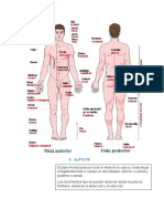 ANATOMIA