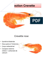 TP Dissection Crevette