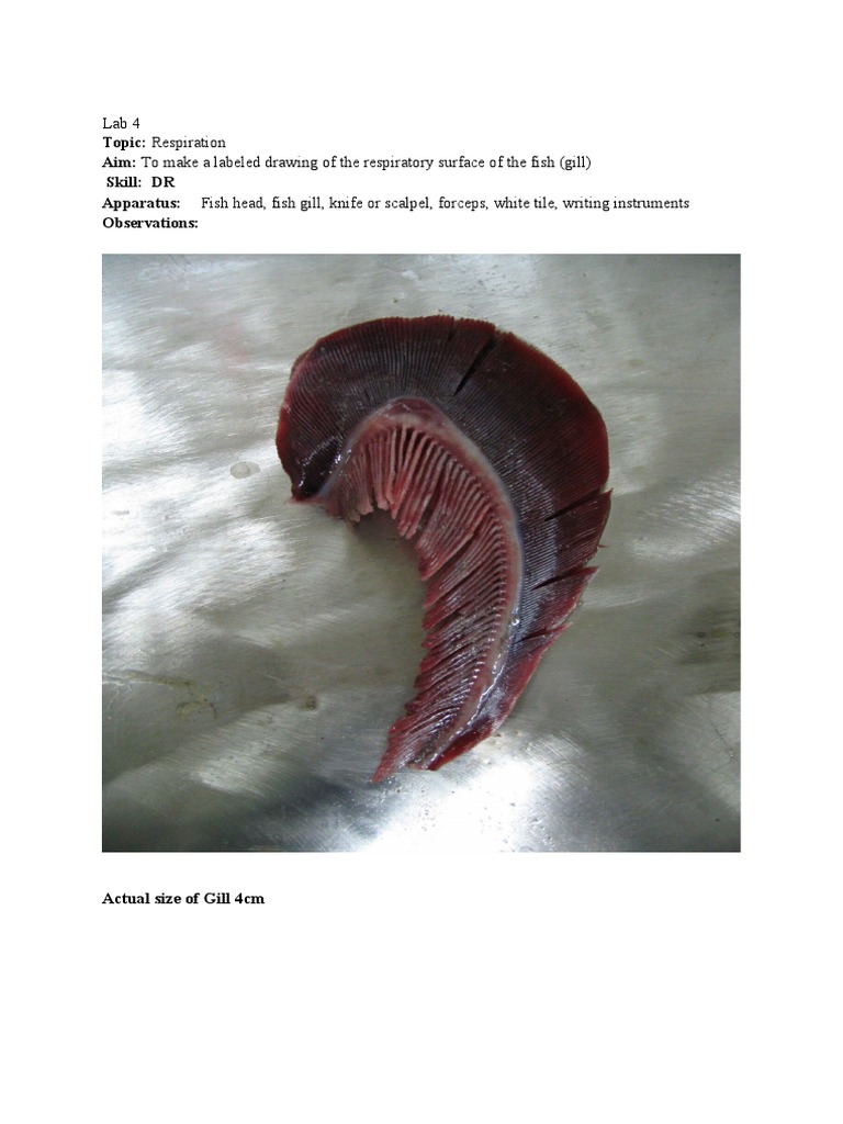 Labeled Drawing of Fish Gills | PDF
