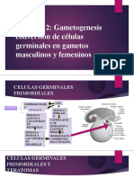 Capitulo 2: Gametogenesis Conversión de Células Germinales en Gametos Masculinos y Femeninos