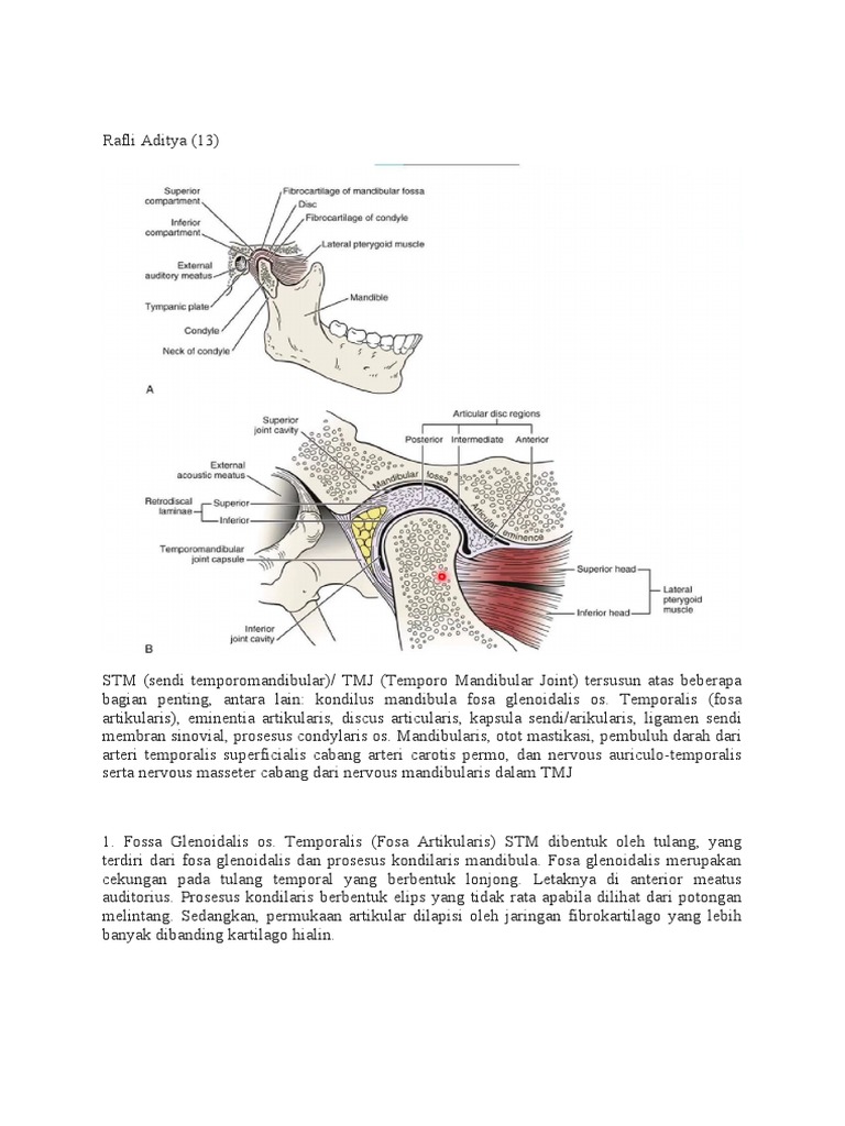 Struktur dan Fungsi Sendi TMJ | PDF