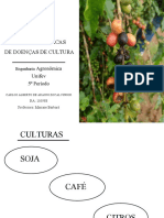 Relatorio de Aulas Práticas de Doenças de Cultura: Engenharia Agronômica Unifev 5º Período