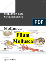 Objek 3 Mollusca Dan Coelenterata