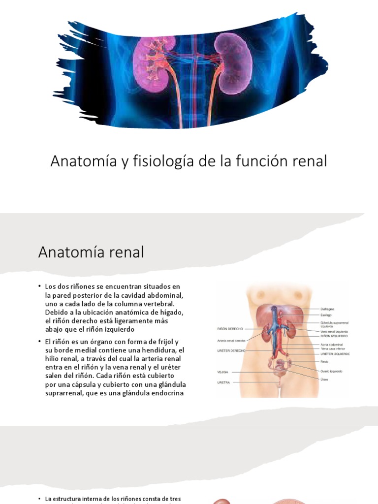 Anatomía y Fisiología Renal | PDF | Riñón | Angiotensina