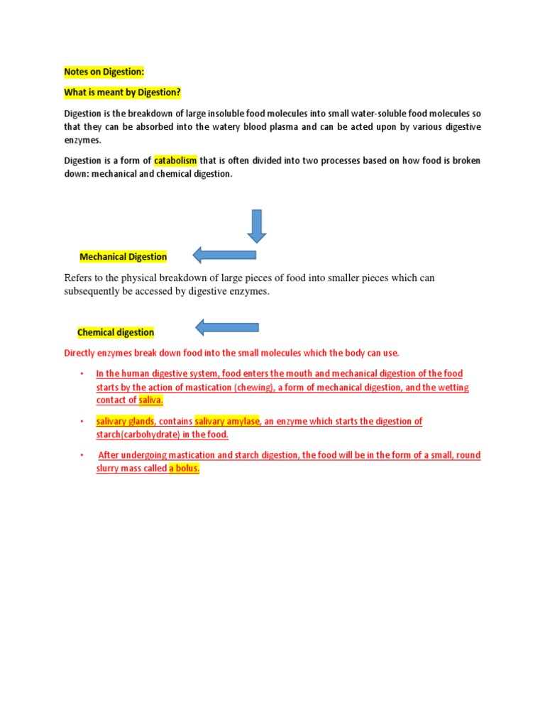Understanding the Process of Digestion A Breakdown of the Mechanical