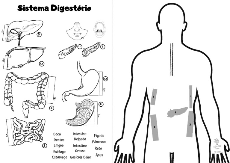 10 - Sistema Digestório A5 | PDF