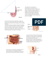 Sistema Dijestivo