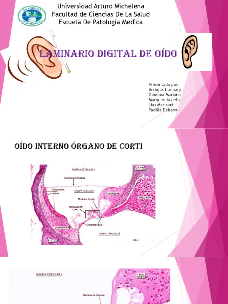 Laminario Digital Oido 1 | PDF