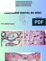 Laminario Digital de Oído