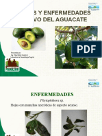 Plagas y enfermedades del cultivo del aguacate