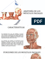 Anatomía de Los Músculos Faciales