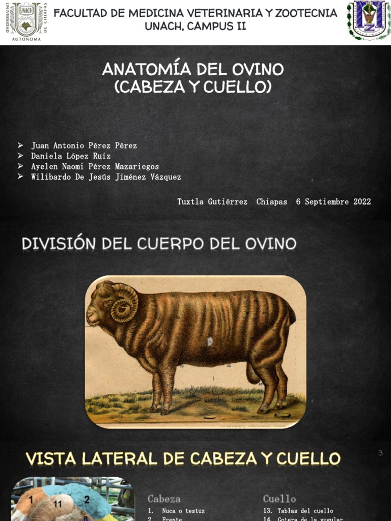 Exposición de Ovino 2 | PDF | Ramas de Odontología | Boca
