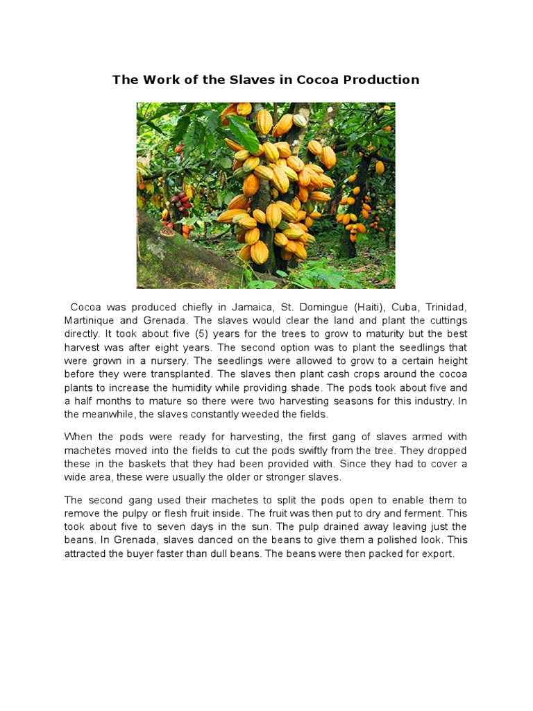 The Work of The Slaves in Cocoa Production PDF