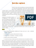 Resumen Anatomía Miembro Inferior