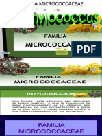 8  MICROCOCCACEAE.