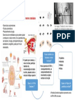 Infografico - Paralisia do IV par craniano