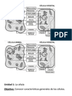 Celula Animal Vegetal