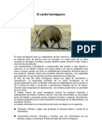 Cerdo hormiguero omnívoro clave en la cadena alimentaria