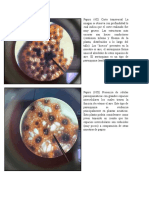 Histología Vegetal Informe