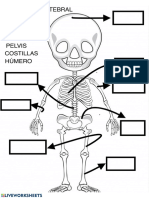 Esqueleto Humano