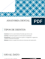 Anatomía dental en