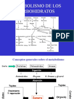 Metabolismo de Carbohidratos Parte 1 - Bioquimica