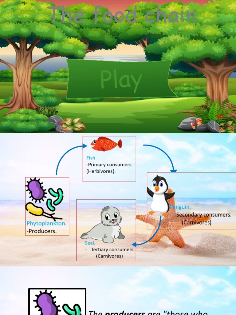 The Food Chain Biology Diagrams