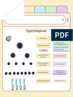 Espermatogenesis