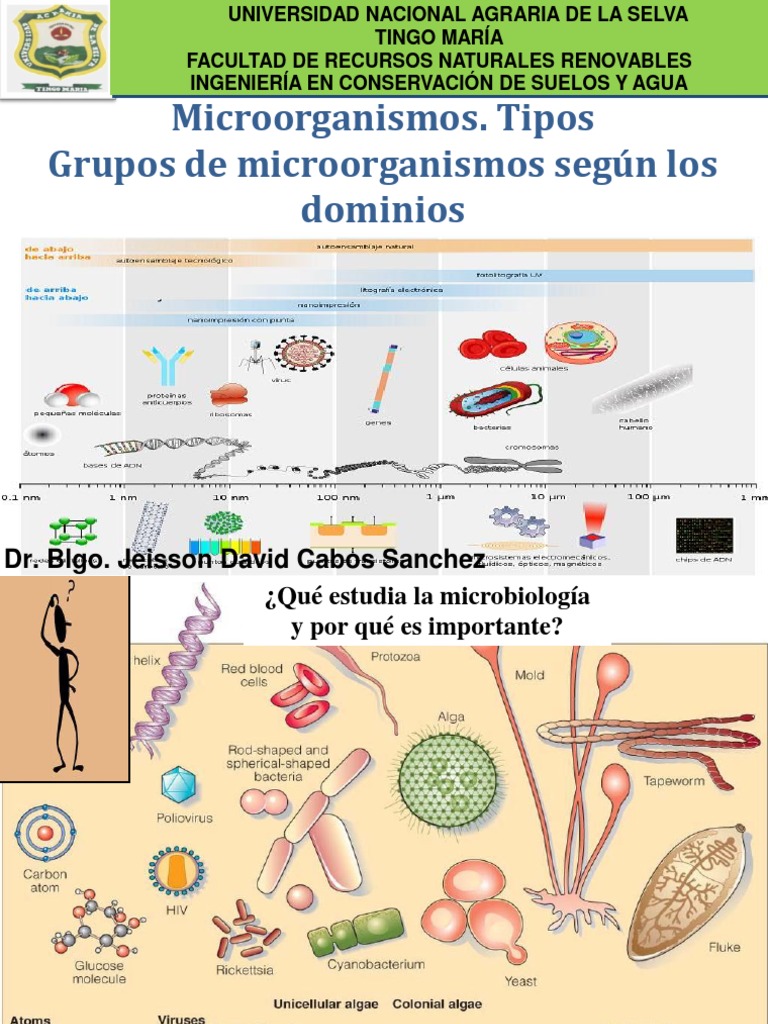 Microorganismos. Tipos Grupos de Microorganismos Según Los Dominios ...