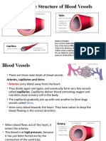 Structure of Blood Vessels - Stations