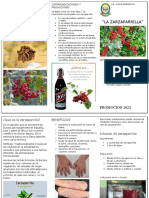 Propiedades de La Zarzaparrilla Contraindicaciones Y Precauciones