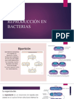 Reproducción en Bacterias