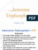 Adenosine Triphosphate: Concept 2 Notes