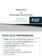 Sds Page & Western Blotting: By, Krishnakumar M S I-M.Sc., Biochemistry Government Arts College-Paramakudi