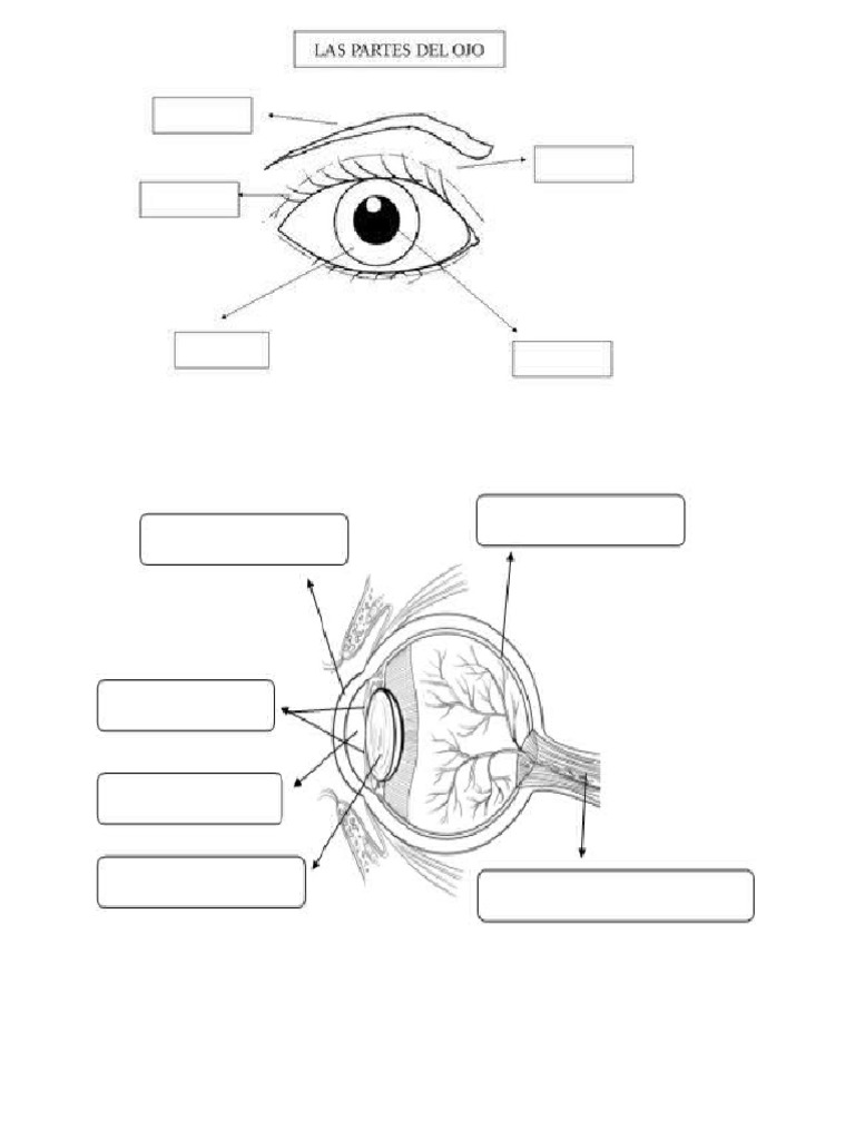 Ojos Gigantes Autoadhesivos Brillantes Para Manualidades