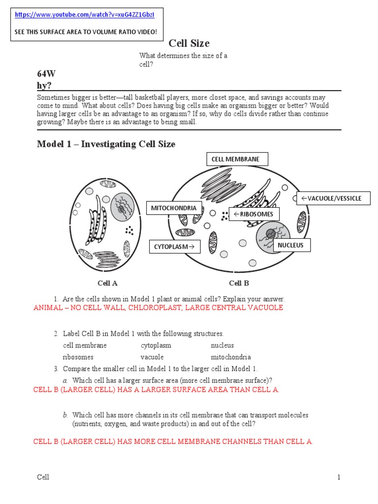 POGIL Cell Size KEY PDF Cell (Biology) Mitochondrion