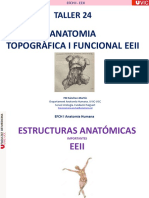 Taller 24: Anatomia Topogràfica I Funcional Eeii