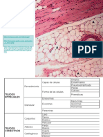 Tejidos Humanos: - A - Inicio - PHP Miaaplicada/Tema Base/Tejidos. HTM