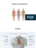 Sistema CIRCULATORIO 2