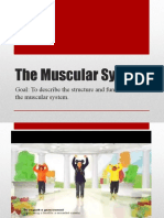 Week 6 - Muscular System