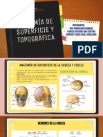 Anatomía de Superficie y Topografica