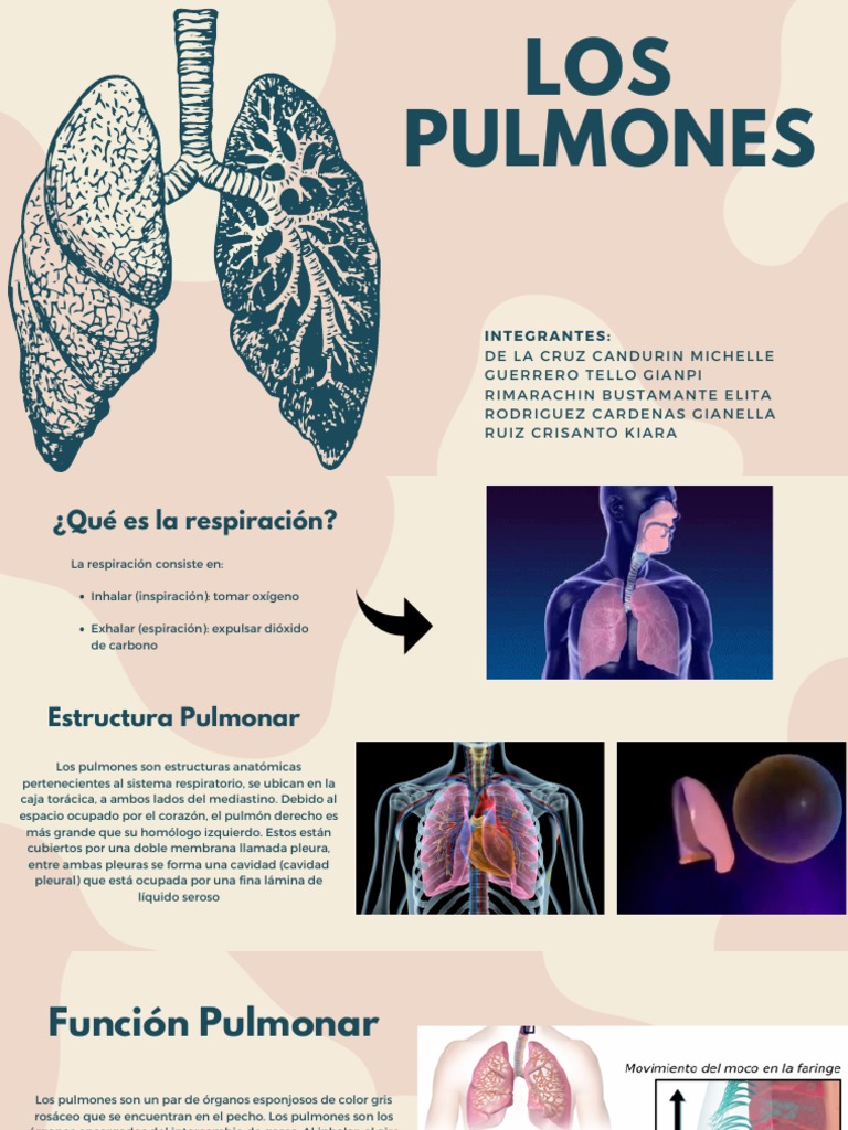 LOS Pulmones: Integrantes | PDF | Pulmón | Morfología (biología), image size:768x1024