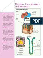 Interior of Stomach