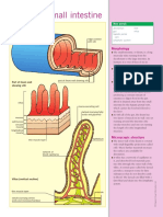 Small Intestine Cross Section