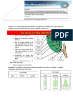 La Hoja en Las Plantas