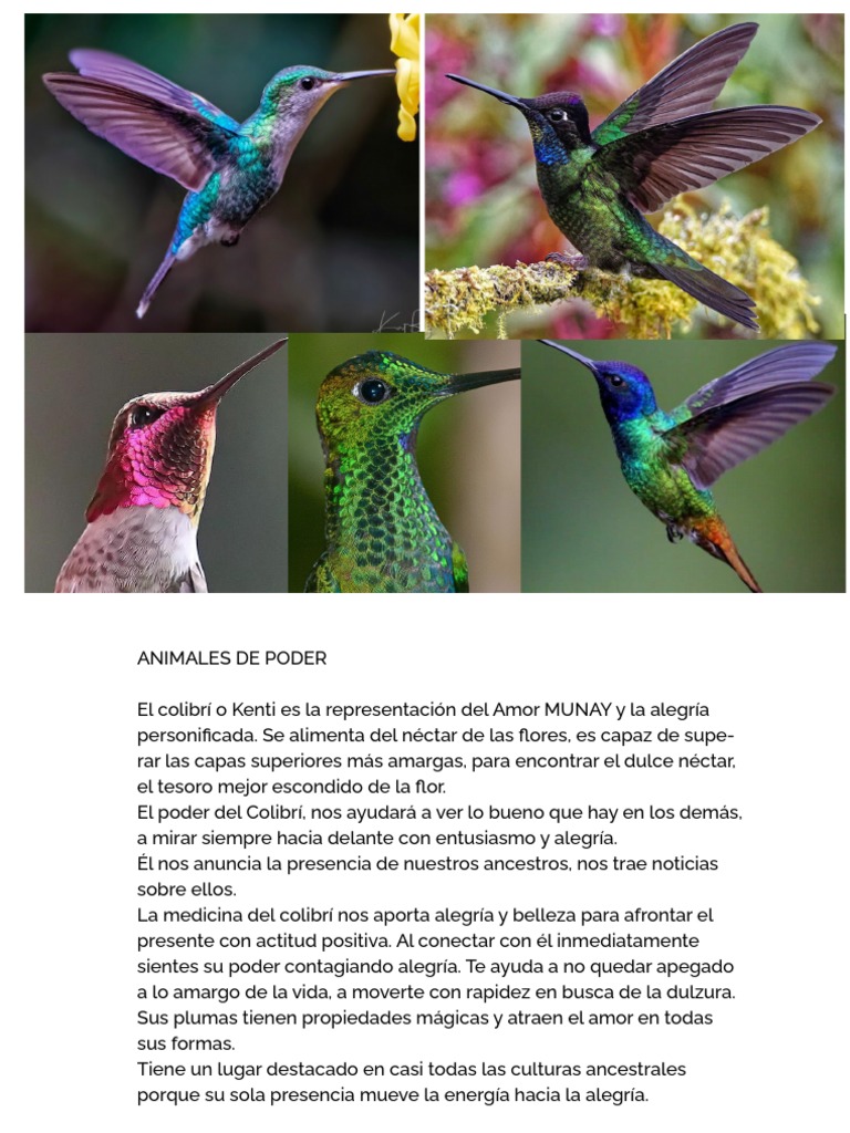 Totems Animales: Colibrí. El Gozo de Existir. | PDF