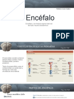 El Encéfalo: Encéfalo y La Médula Espinal Derivan Del Tubo Neural Ectodérmico