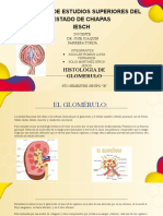 Histologia Glomerular