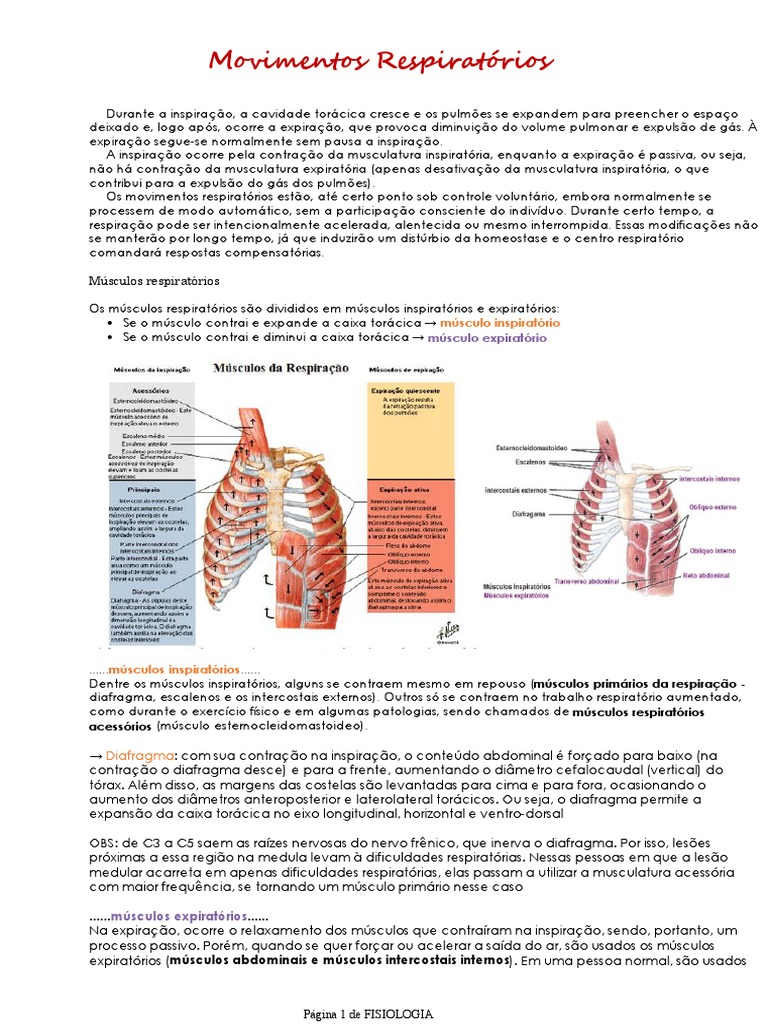 Movimentos Respiratórios | PDF | Anatomia | Fisiologia