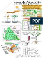 Infografía de Absorcion de Nutrientes